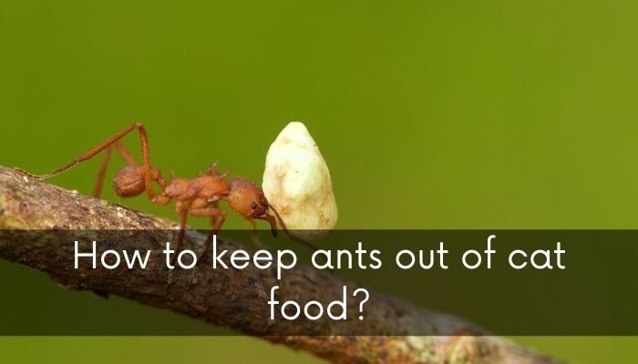 how to keep ants out of cat food