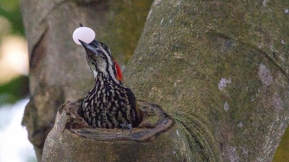 eggs in woodpecker's mouth