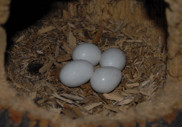 eggs of woodpecker